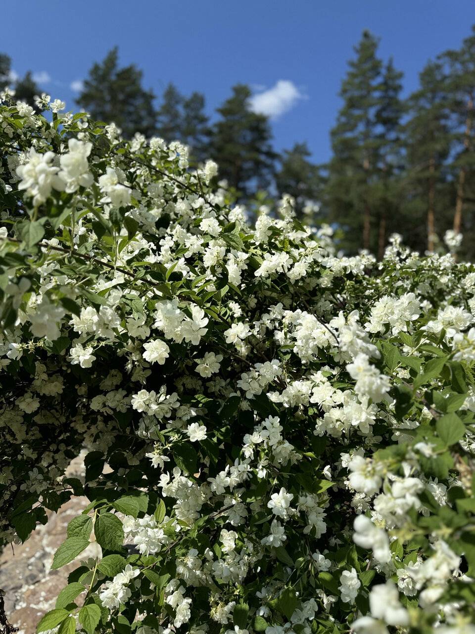 Фото Парк-Отеля Усадьба Мещёрская Гусь-Хрустальный 57