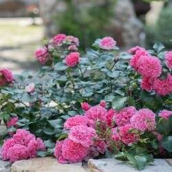 Фото Парк-Отеля Усадьба Мещёрская Гусь-Хрустальный 23