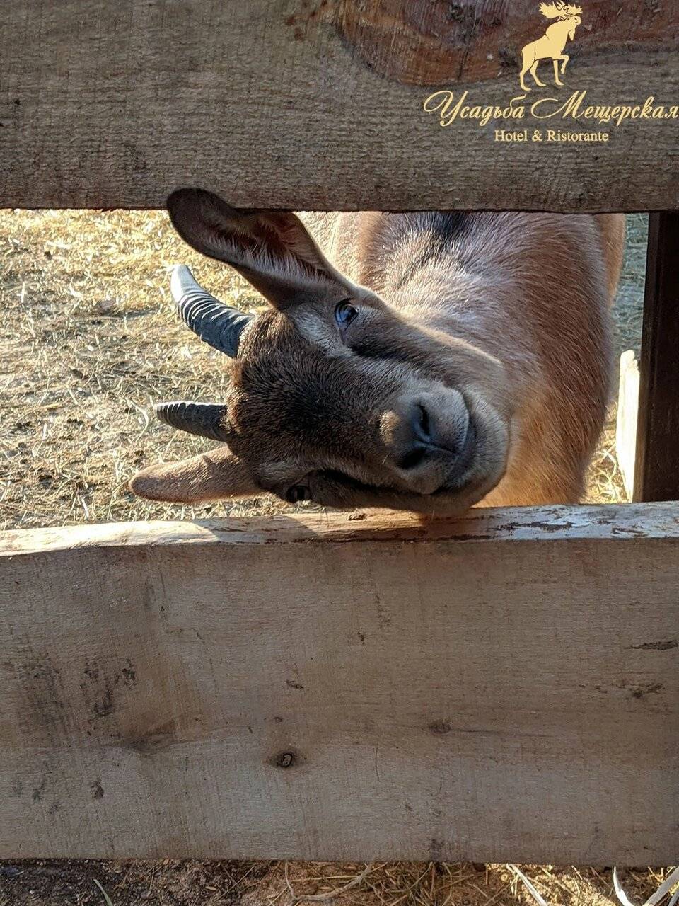 Фото Парк-Отеля Усадьба Мещёрская Гусь-Хрустальный 38