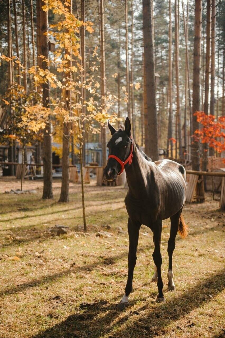 Фото Парк-Отеля Усадьба Мещёрская Гусь-Хрустальный 32