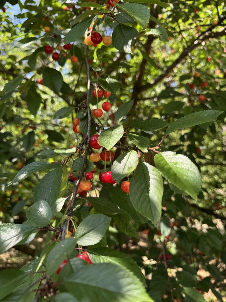 Фото Парк-Отеля Усадьба Мещёрская Гусь-Хрустальный 171
