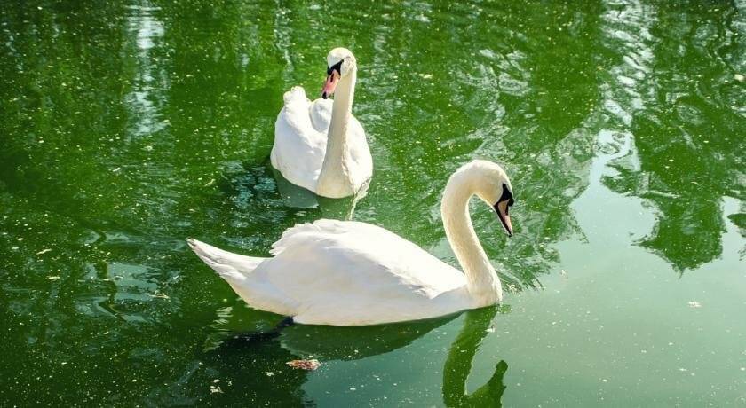 Фото Парк-Отеля Усадьба Мещёрская Гусь-Хрустальный 35