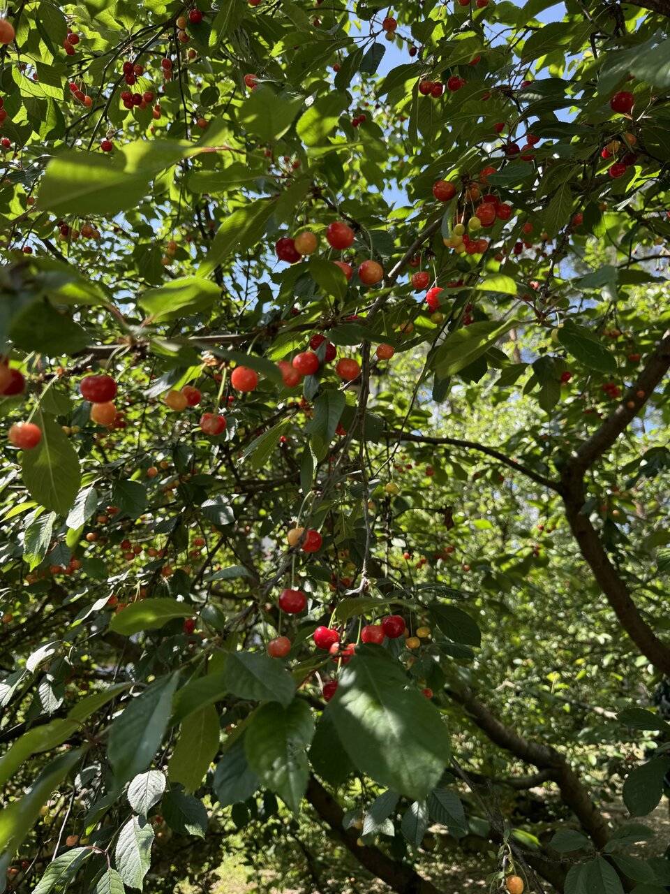 Фото Парк-Отеля Усадьба Мещёрская Гусь-Хрустальный 66