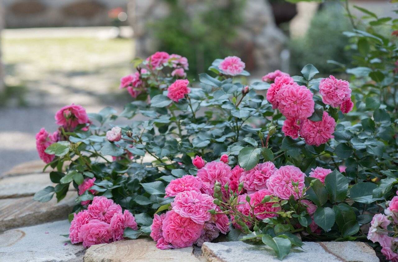 Фото Парк-Отеля Усадьба Мещёрская Гусь-Хрустальный 123