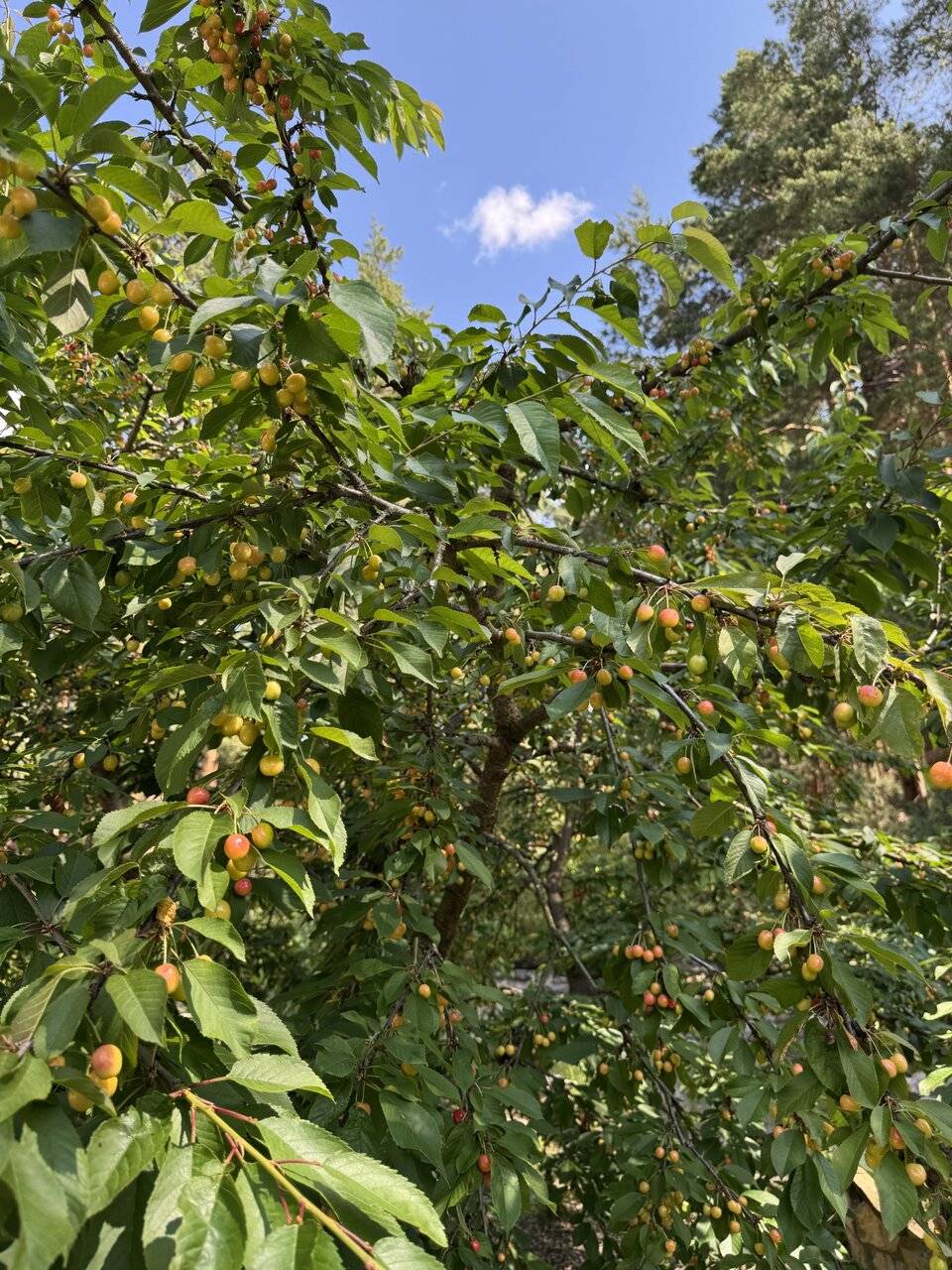 Фото Парк-Отеля Усадьба Мещёрская Гусь-Хрустальный 119