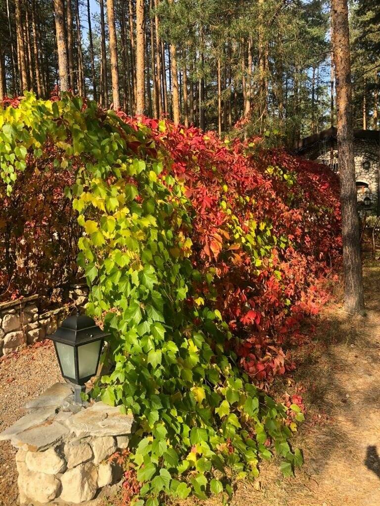 Фото Парк-Отеля Усадьба Мещёрская Гусь-Хрустальный 61